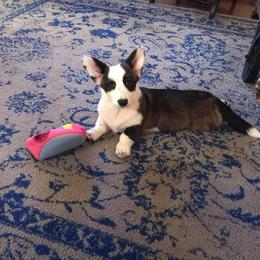 Cardigan Welsh Corgi Puppies from Stornoway Cardigan Welsh Corgis