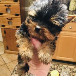 Yorkshire Terrier Puppies from Chikito's Yorkies