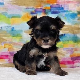 Gigi - Black and tan female Yorkshire Terrier puppy in Monticello, Iowa from Ashley’s Puppies