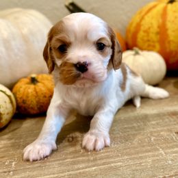 Scarecrow - Blenheim Cavalier King Charles Spaniel puppy in Greenwood, Arkansas from Blackberry Patch Farm