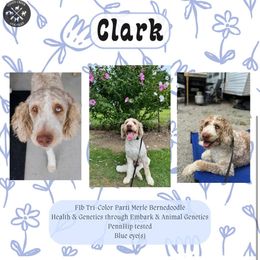 Clark - Bernedoodle