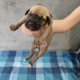 Sam - Fawn male Great Dane puppy in Marshall, Michigan from Dream K9