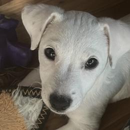 Casper - Tri-color male Jack Russell Terrier puppy in Williston, Florida from CP FARMS BORDER COLLIES N JACKS CORP