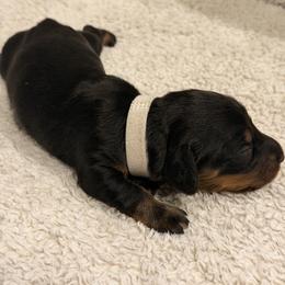 Dachshund Puppies from KhloeKPuppies