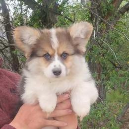 Cheif - Black and tan male Pembroke Welsh Corgi puppy in La Grange, Wyoming from Merrygold Corgis