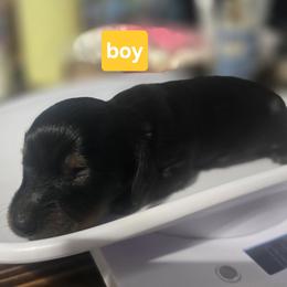 Dachshund Puppies from Little Paws Doxies