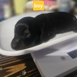 Dachshund Puppies from Little Paws Doxies