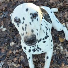 Dalmatian puppies from Spotty Bottom Dalmatians