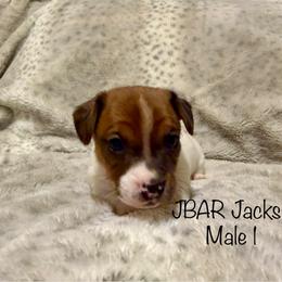 Male 1 - Tri-color male Jack Russell Terrier puppy in Bedias, Texas from JBar Jacks