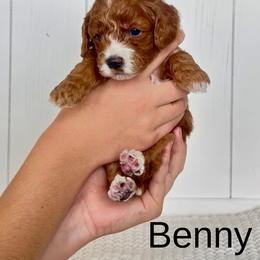 Benny - Red male Cavapoo puppy in Utah County, Utah from Cascade Springs Doodles