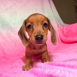 Princess - Red female Dachshund puppy in Magnolia, Texas from Hillyard Ranch