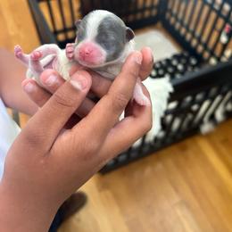 Boy 1 - Blue parti male Pomeranian puppy in Randleman, North Carolina from Luxurious Poms