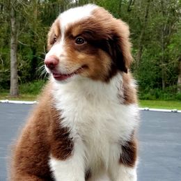 Black Mouth Curs and Miniature American Shepherds from C5 Kennels