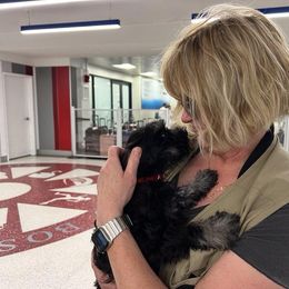 Miniature Schnauzer Puppies from A'Lord Miniature Schnauzer
