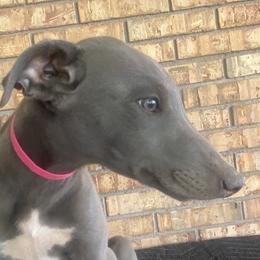 Greyhound Puppies from Trapple's Custom K-9's
