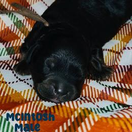 McIntosh - Black male Goldendoodle puppy in Beecher, Illinois from Erica’s Doodles