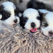 Mal-Shi puppies from Gemstone Exclusive Pups of Florida