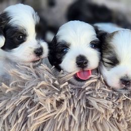 Mal-Shi puppies from Gemstone Exclusive Pups of Florida