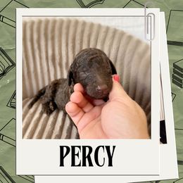 Percy - Chocolate male Labradoodle puppy in Kingman, Arizona from The Dood Ranch