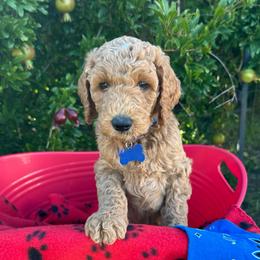 Blue Collar boy - Bergen (Norway) - Red  male Goldendoodle puppy in West Sacramento, California from Pomegranate Doodles