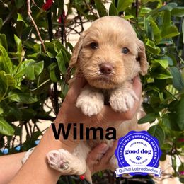 Wilma - Caramel cream female Australian Labradoodle puppy in San Juan, Texas from QuiSal Labradoodles