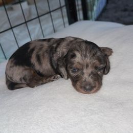 Ariel 'AKC' 2000 - Dapple female Dachshund puppy in Missouri from High Prairie