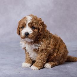 Alice - Red female Cavapoo puppy in Apple Creek, Ohio from Grandeur Valley Puppies