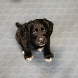 English Cocker Spaniel puppies from Ryndal & Co.