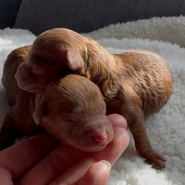 Female 1 - Red  female Poodle puppy in Modesto, California from Oso’s Red Toy, Mini, & Standard Poodles