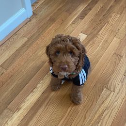 Australian Labradoodle Puppies from Semper Doodles