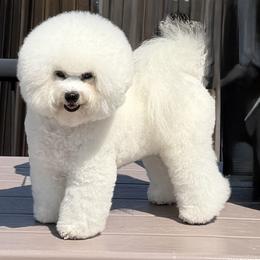 Lexie - Bichon Frise