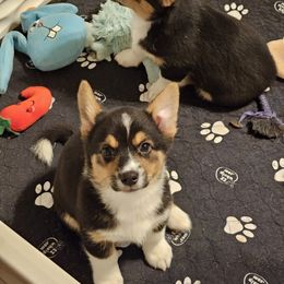 American Corgis and Pembroke Welsh Corgis from Clarence Corgis