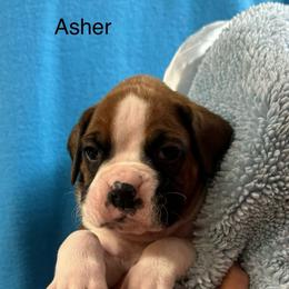 Asher - Fawn male Boxer puppy in Elyria, Ohio from Just-A-Wyn Boxers