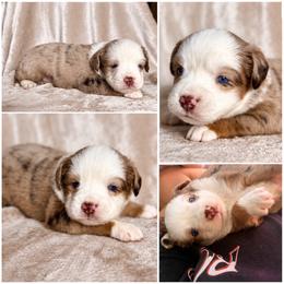 SpongeBob - Red merle male Miniature Australian Shepherd puppy in Buchanan, Georgia from Stanleyville Farm Mini Aussies