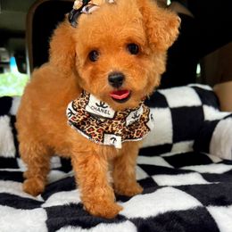 Bubbles - Apricot female Maltipoo puppy in Sugar Land, Texas from Celebrity Maltipoos
