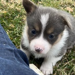 American Corgi and Pembroke Welsh Corgi Puppies from Folly Acres Corgis