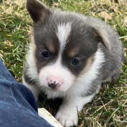 American Corgi and Pembroke Welsh Corgi Puppies from Folly Acres Corgis