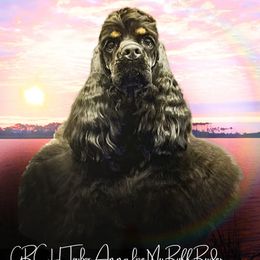 ANNALIZE - Cocker Spaniel