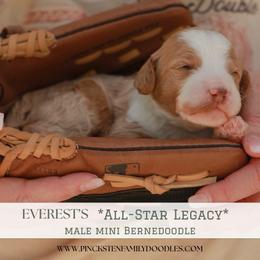 Rawlings - Red male Bernedoodle puppy in Jackson, Missouri from Pincksten Family Doodles