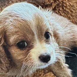 Australian Shepherds and Cavapoos from Dubose Kennels