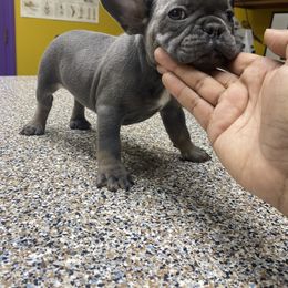 French Bulldog Puppies from Silver Spoon French Bulldogs