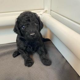 Green Collar Boy - Black male Poodle puppy in Grandview, Tennessee from FurEver Poodles