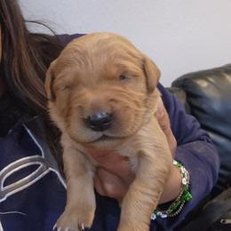 Abby - Golden female Golden Retriever puppy in Milwaukee, Wisconsin from Pedigree Golden Retrievers