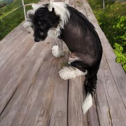 Chinese Crested Puppies from Velvet Cresteds