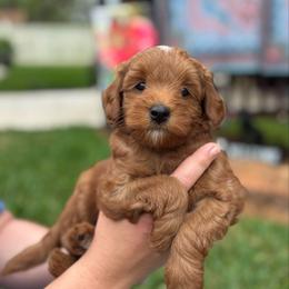 Prince - Red  male Goldendoodle puppy in Wharton, Texas from Little Fur Friends