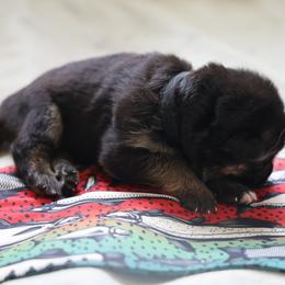 German Shepherd Puppies from Milestone GSDs