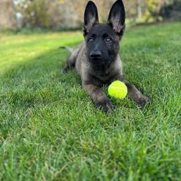 German Shepherd Puppies from Scenic City Shepherds