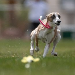 America - Whippet