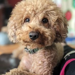 Clifford - Poodle