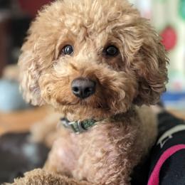 Clifford - Poodle